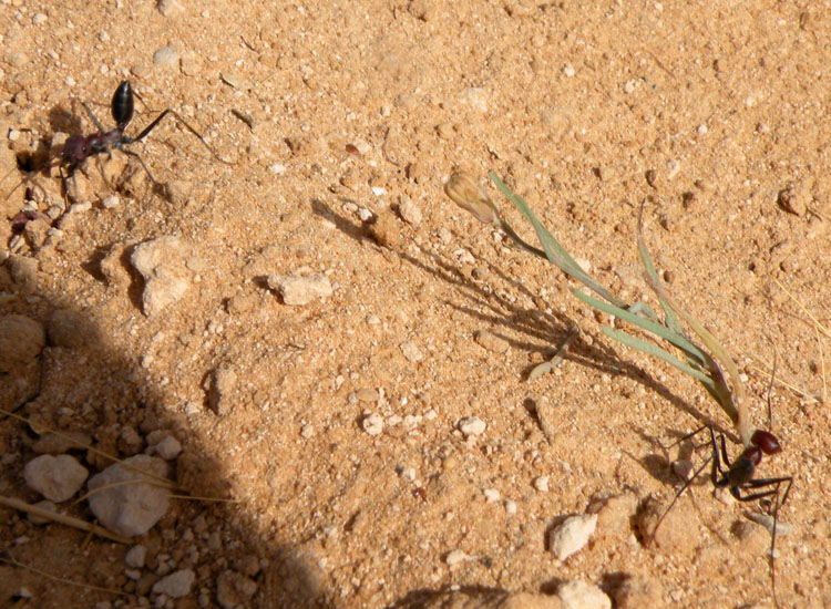 Formiche tunisine - Cataglyphis sp.